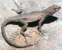 Study Shows Lizard Moms Dress Their Children For Success