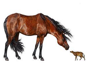 Evolution of Earliest Horses Driven by Climate Change