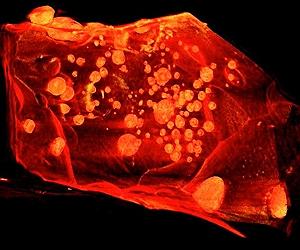 Tiny 3D Images From Stanford And Slac Shed Light On Origin Of Earth's Core
