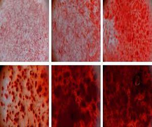 Using clay to grow bone