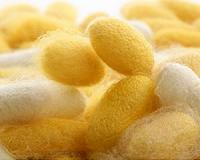 Silk could be new 'green' material for next-generation batteries