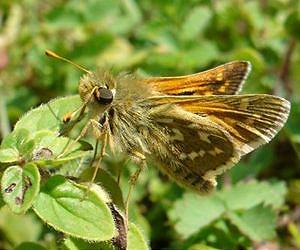 British butterfly desperate for warm weather this summer