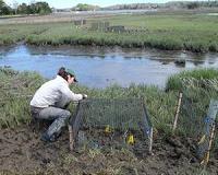 Guilty: Crabs are killing N.E. saltmarshes