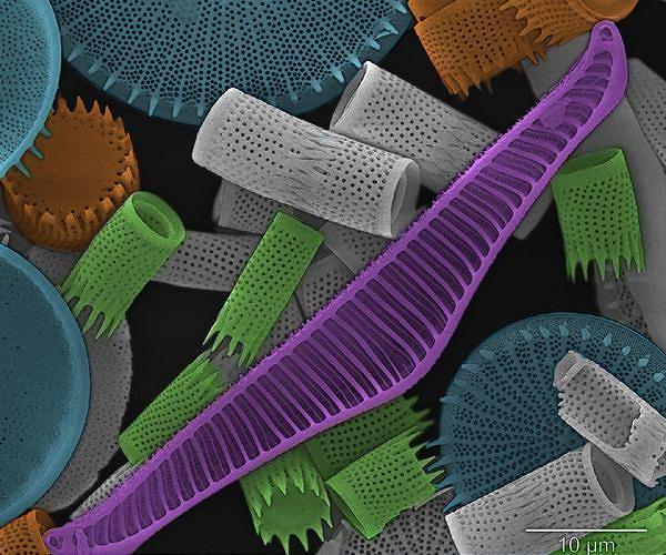 Tiny ocean plants called diatoms use a single carbon capture pathway