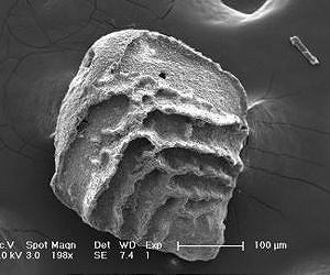Ocean acidification rate may be unprecedented