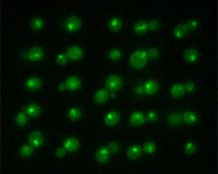 Using High-Precision Laser Tweezers To Juggle Cells
