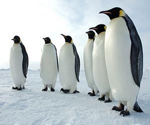Emperor penguins use sea ice to rest between long foraging periods