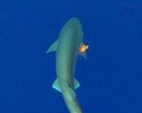 Researchers discover deep sea sharks are buoyant