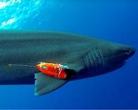 A shark's eye view: Witnessing the life of a top predator