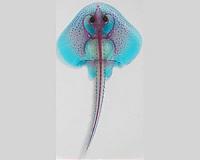 How did human paired limbs evolve
