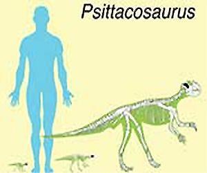 Exploring dinosaur growth
