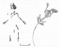 Paleontologists Discover Most Primitive Primate Skeleton