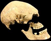 New branch added to European family tree