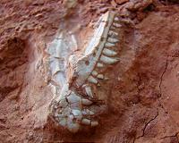 Dinosaurs' rise was 'more gradual,' new fossil evidence suggests