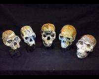 Farming, cheese, chewing changed human skull shape