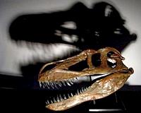 Europe's largest terrestrial predator dinosaur found in Portugal