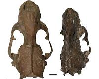 Graduate Student Makes Major Discovery About Seal Evolution