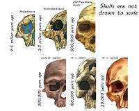 Earliest evidence of hominin interbreeding revealed by DNA analysis