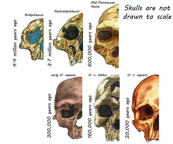 Overthinking stems from ancient brain processes influencing modern cognition