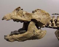 Research to answer a 'crushing' evolutionary question