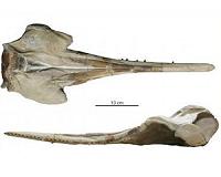 New species of extinct dolphin sheds light on river dolphin history