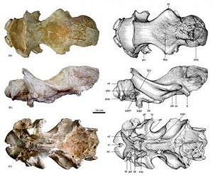 A tandem-horned rhino from the Late Miocene of China reveals origin of the unicorn elasmothere