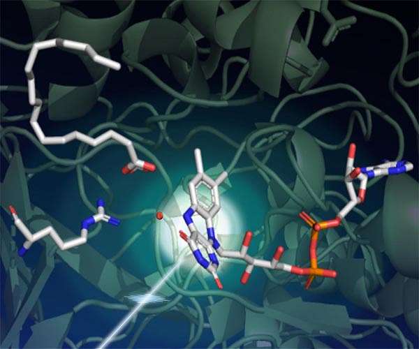 Scientists uncover structure of light-driven enzyme with potential biofuel applications