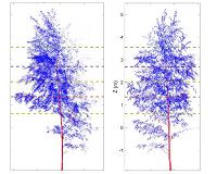 How do trees go to sleep