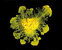 A single-celled organism capable of learning