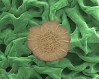 UMD-led study identifies the off switch for biofilm formation