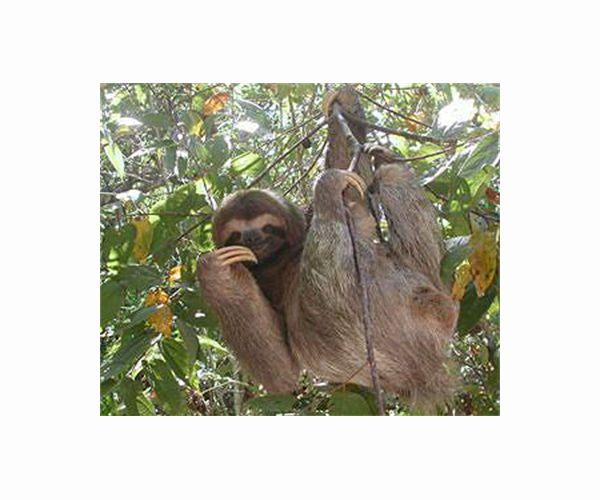 Venezuelan couple goes all out for smiling but endangered sloths