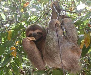 Down on the cacao farm: Sloths thrive at chocolate's source