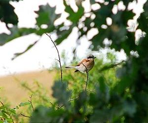 The same type of forest is good for both birds and people