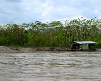 Gold mining devours S.American forest land: study