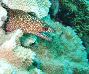 Marine protected areas: changing climate could require change of plans