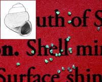 World's tiniest snail record broken with a myriad of new species from Borneo