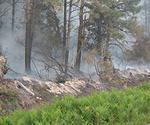 Peat fires could accelerate climate change