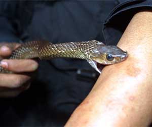 New Approach To Treating Venomous Snakebites Could Reduce Global Fatalities
