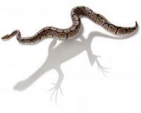 'Whodunnit', as Aussie reptiles go extinct: study