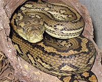 Addercadabra: Python's homing trick stuns scientists