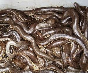 Malaysian 'Lizard King' jailed for smuggling snakes