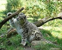 Indian officials capture rare snow leopard, send it to zoo