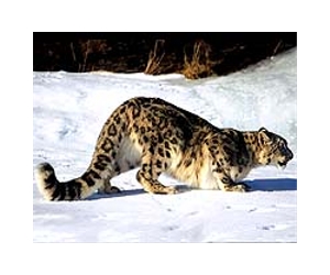 Nepal uses satellite to track rare snow leopard