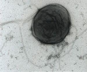 Teaching a microbe to make fuel