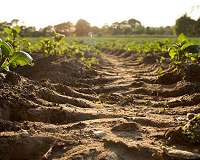 Finding common ground for scientists and policymakers on soil carbon and climate change