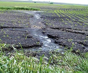 Planet's soils are under threat warns University academic