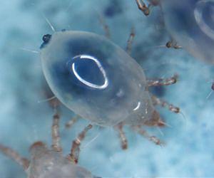 Environmental change triggers rapid evolution