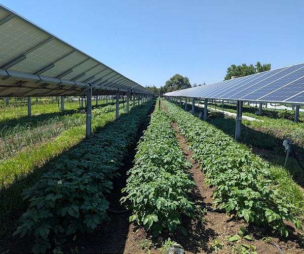 Study maps agrivoltaic tradeoffs for Midwest farms