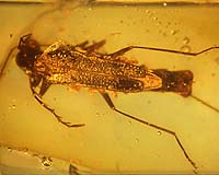 New cricket discovered in forgotten prehistoric amber