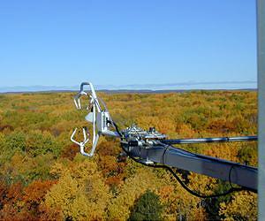 Changing Atmosphere Affects How Much Water Trees Need